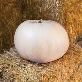 New Moon Pumpkin Thumbnail